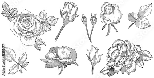 Rose flower png . Hand drawn.