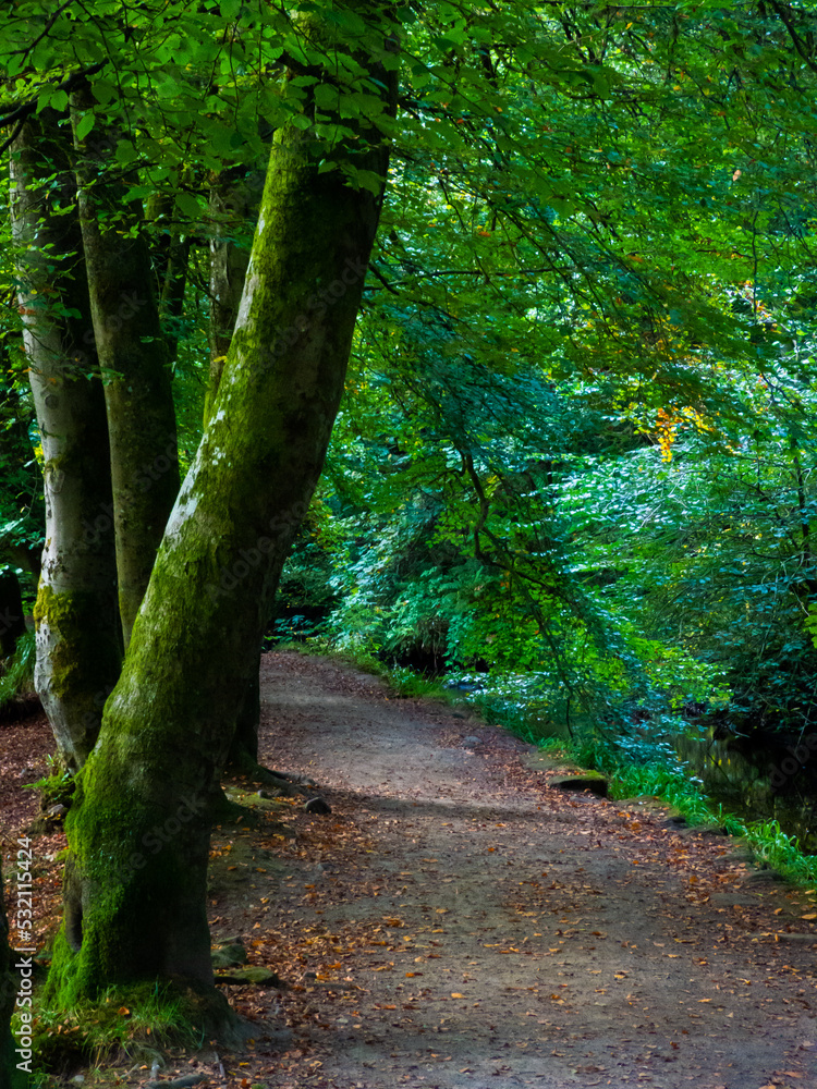 Fototapeta premium path in the woods