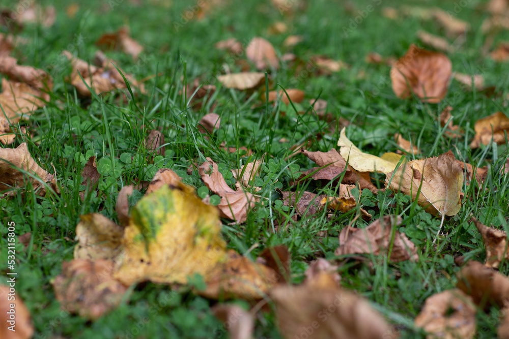 Autumnal leaves on the floor in the park Autumnal leaves on the floor in the park