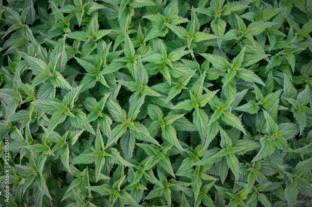 Brennnesseln Urtica Brennnesseln Urtica