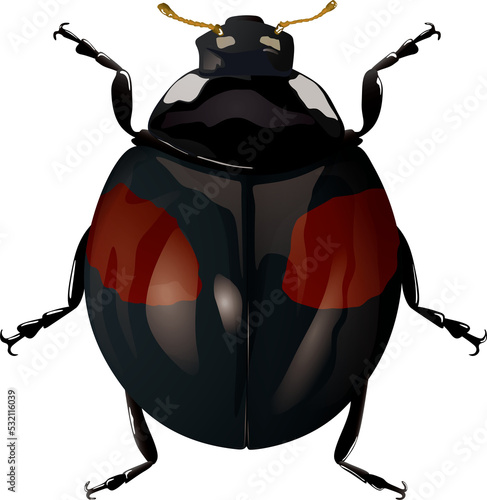 Harmonia axyridis ナミテントウ