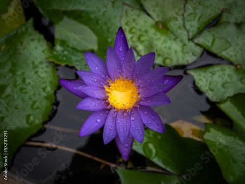Rain Drops on The Petals of Purple Lotus