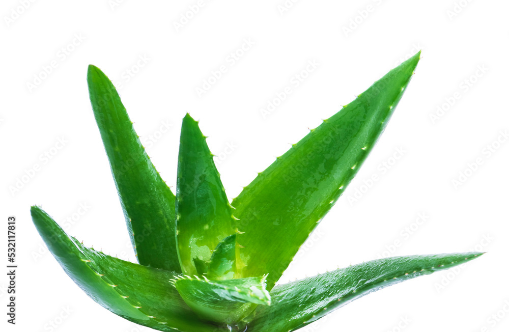 Green leaves of aloe plant with water drops isolated on white background
Green leaves of aloe plant with water drops isolated on white background