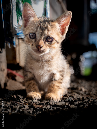 Kitten Standing and Staring at Camera © wichatsurin