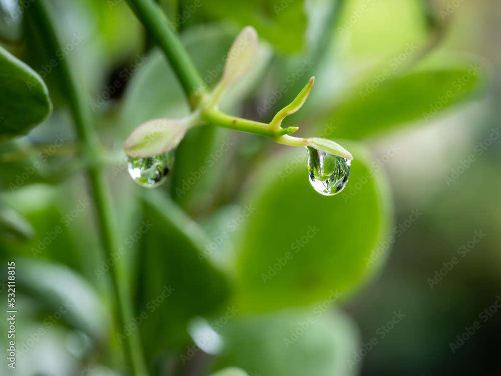 Rain Drop on The End of Dischidia Branch Rain Drop on The End of Dischidia Branch