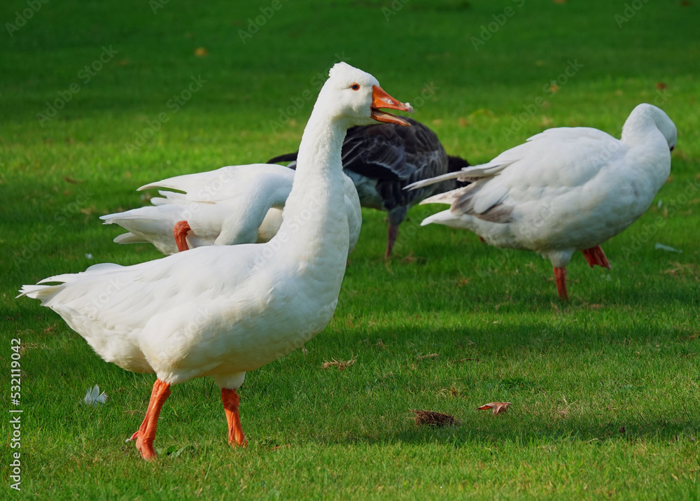 Complaining white domestic goose on a meadow in front of three other geese. Location: Hardenberg, the Netherlands Complaining white domestic goose on a meadow in front of three other geese. Location: Hardenberg, the Netherlands