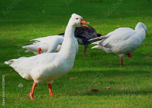 Complaining white domestic goose on a meadow in front of three other geese. Location: Hardenberg, the Netherlands photo