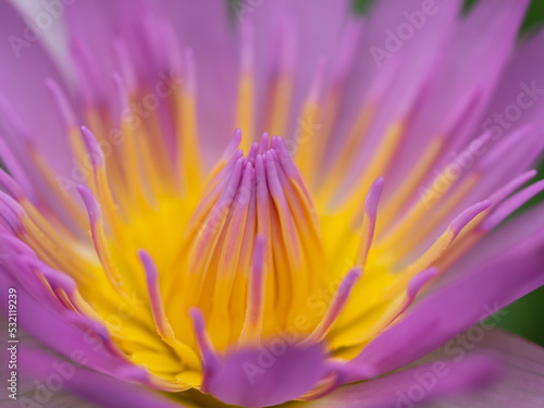The Pink Lotus Stamens Surrounded by Yellow in The Garden   Side View