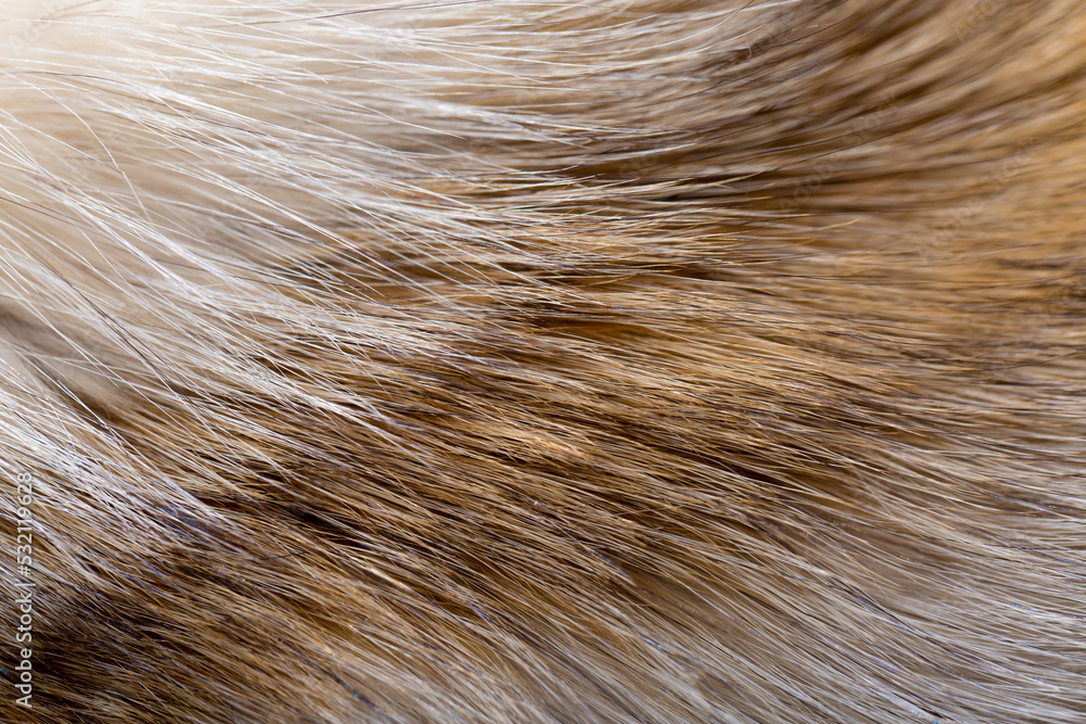 Animal fur close up. Background of gray sable and red fox or chinchilla wool, pile fur texture. Animal fur close up. Background of gray sable and red fox or chinchilla wool, pile fur texture.