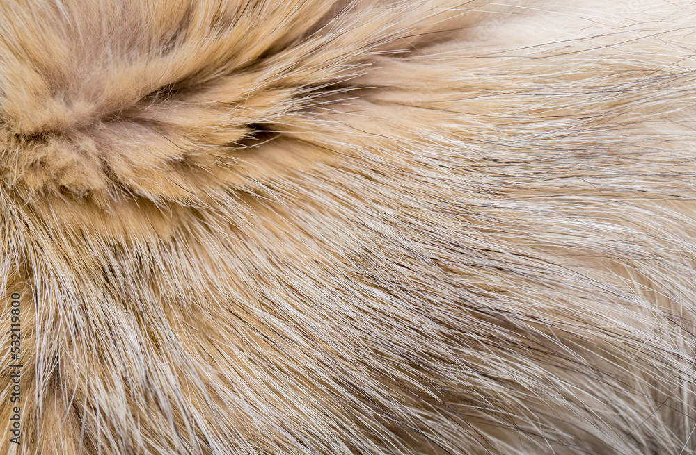 Animal fur close up. Background of gray sable and red fox or chinchilla wool, pile fur texture. Animal fur close up. Background of gray sable and red fox or chinchilla wool, pile fur texture.