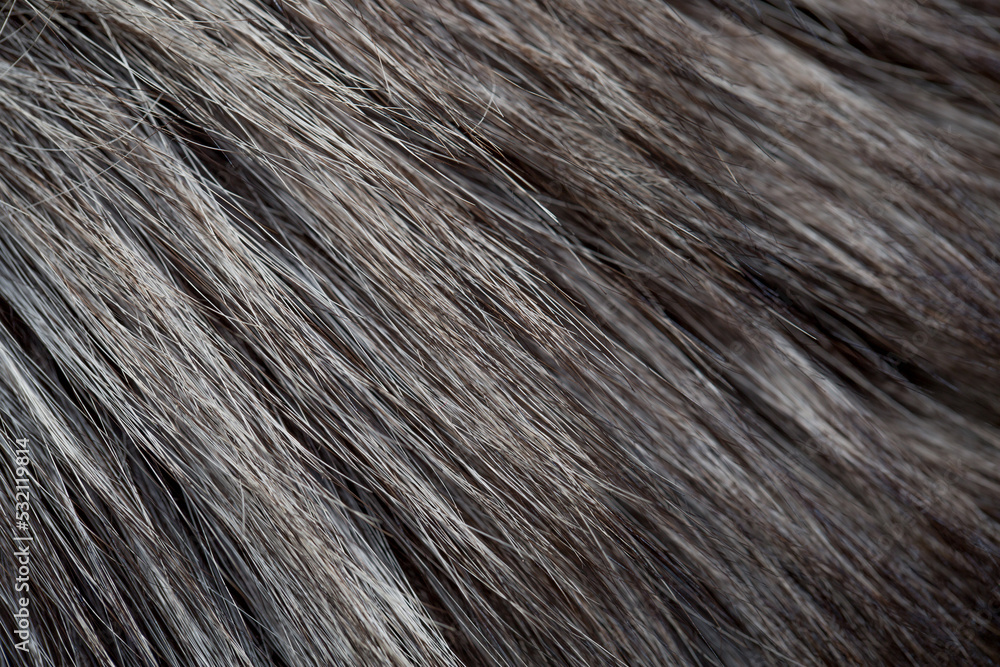 Animal fur close up. Background of gray sable and red fox or chinchilla wool, pile fur texture. Animal fur close up. Background of gray sable and red fox or chinchilla wool, pile fur texture.