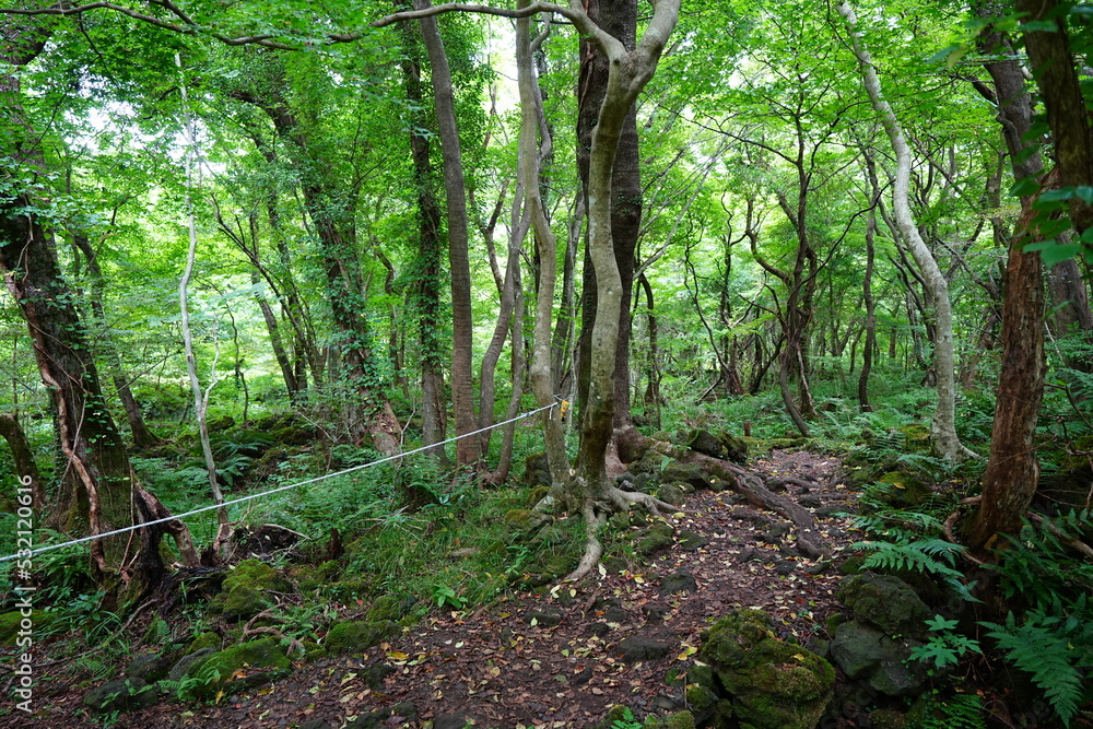 wild forest with old trees