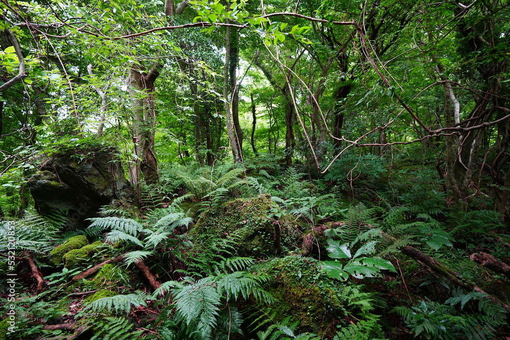 Fototapeta premium mossy rocks and fern in primeval forest
