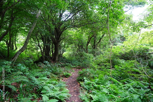path through dense summer forest