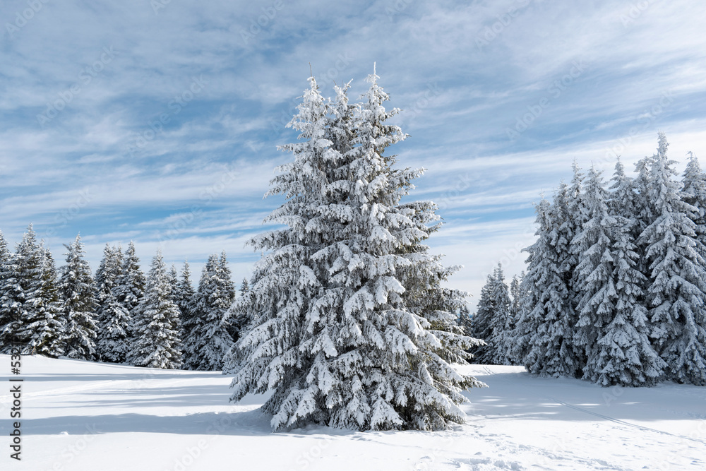 Beautiful snow covered fir tree in winter forest. Fabulous christmas background, fairy winter landscape. Happy new year celebration and merry christmas greeting concept Beautiful snow covered fir tree in winter forest. Fabulous christmas background, fairy winter landscape. Happy new year celebration and merry christmas greeting concept