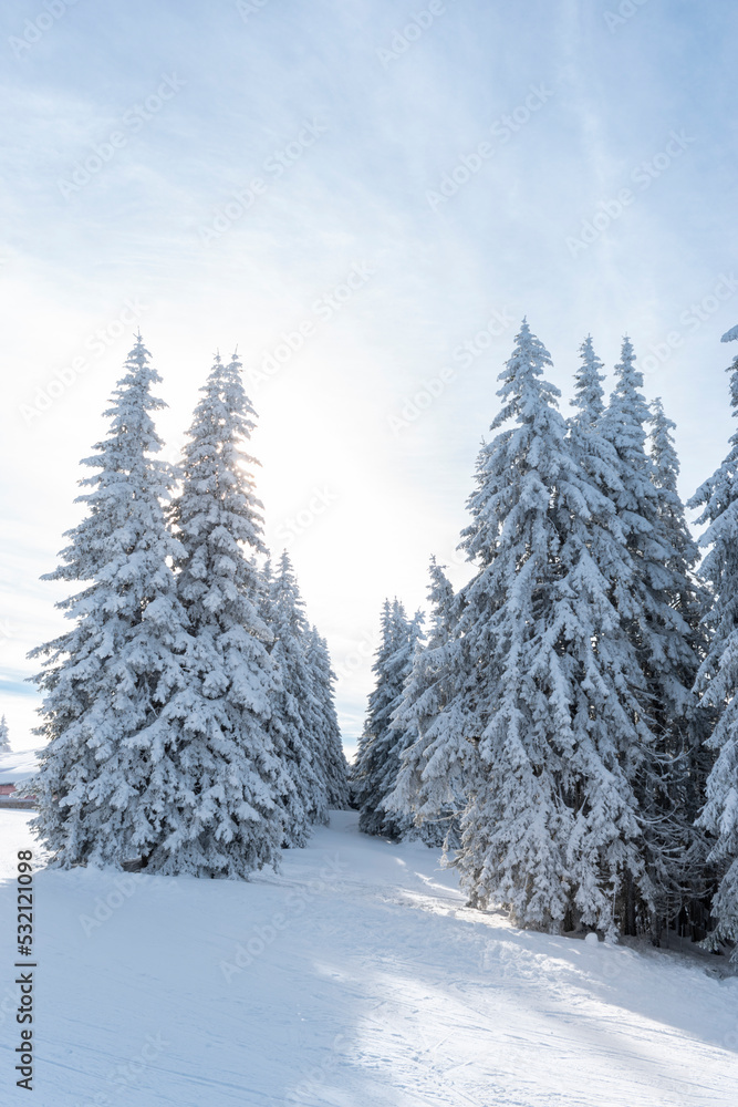 Fototapeta premium Picturesque winter landscape with snow covered fir trees in ski resort of Pamporovo, Bulgaria. Christmas holiday season, New Year greeting background, beauty of nature