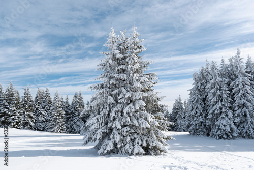 Beautiful snow covered fir tree in winter forest. Fabulous christmas background, fairy winter landscape. Happy new year celebration and merry christmas greeting concept