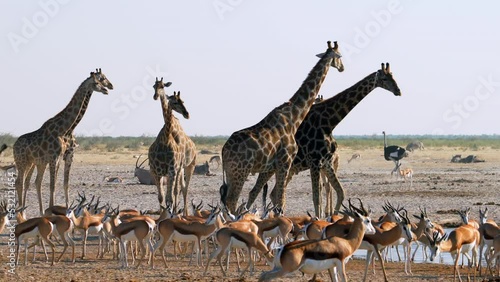 A herd of giraffes and other animals gather around a waterhole in Etosha National Park, Namibia, Africa.	
