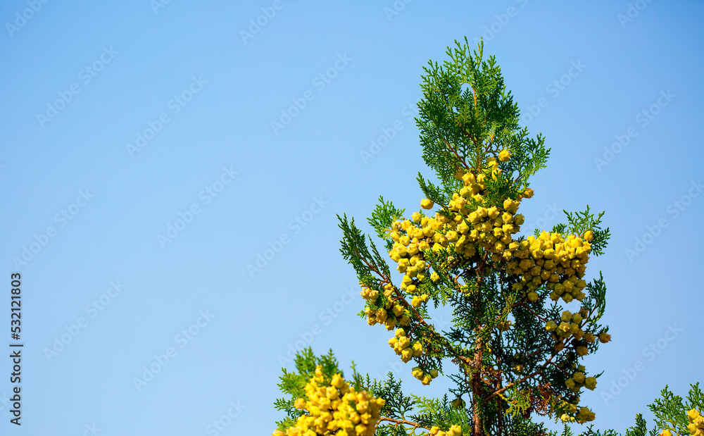 Fir branches close-up. Coniferous trees in the forest. Winter Christmas background. Christmas background, beautiful nature Fir branches close-up. Coniferous trees in the forest. Winter Christmas background. Christmas background, beautiful nature