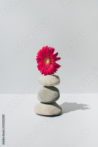 Photography Fresh red flower Gerbera Daisy balancing on stack of river stones on white background