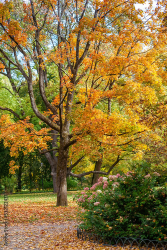 Beautiful old tree in autumn colors © Anna Lurye