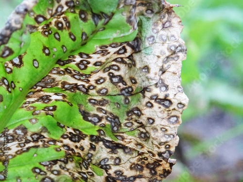 Cercospora beticola disease in the beet field destroys the crop