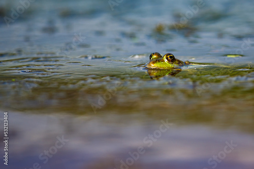 A frog in the swamps of the danube delta © hecke71