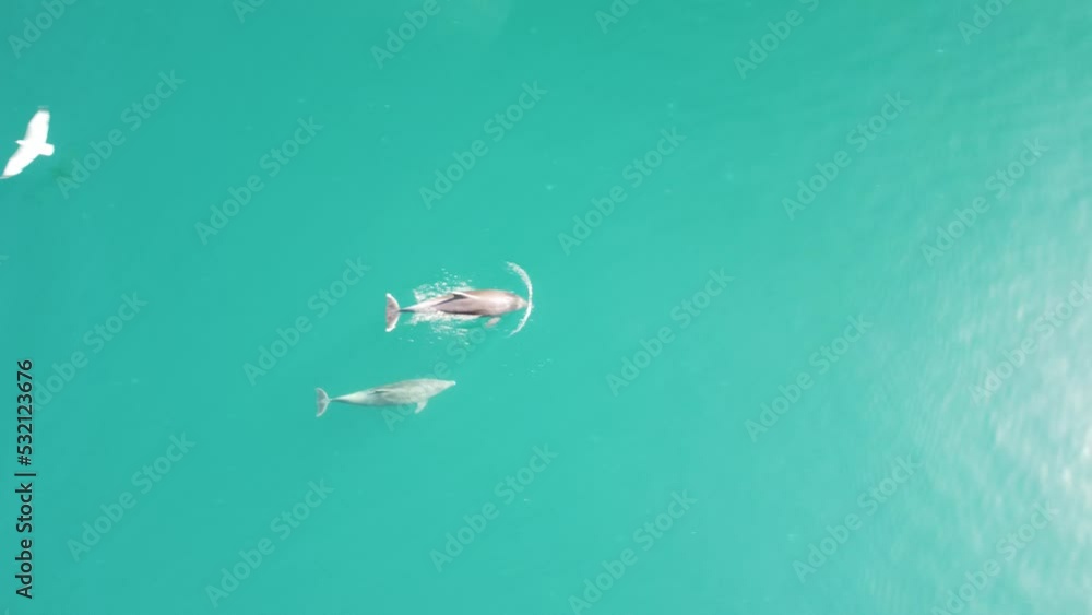 Aerial view of the dolphins slowly swimming in crystal clear calm turquoise waters. Group of endemic marine mammals migrating along coastline as seen from above. Aerial view of the dolphins slowly swimming in crystal clear calm turquoise waters. Group of endemic marine mammals migrating along coastline as seen from above.