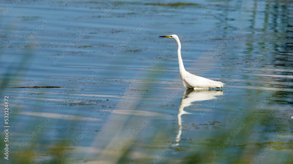 Obraz premium A great white egret in the danube delta in romania