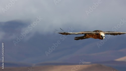 Bearded vulture flies by in slow motion photo