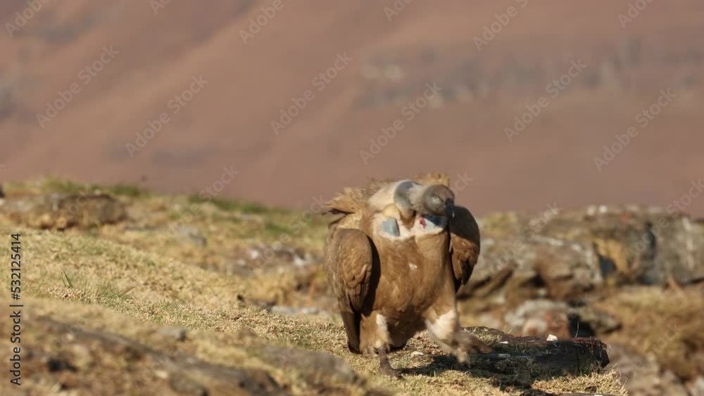 A Cape vulture hopping running on the ground A Cape vulture hopping running on the ground