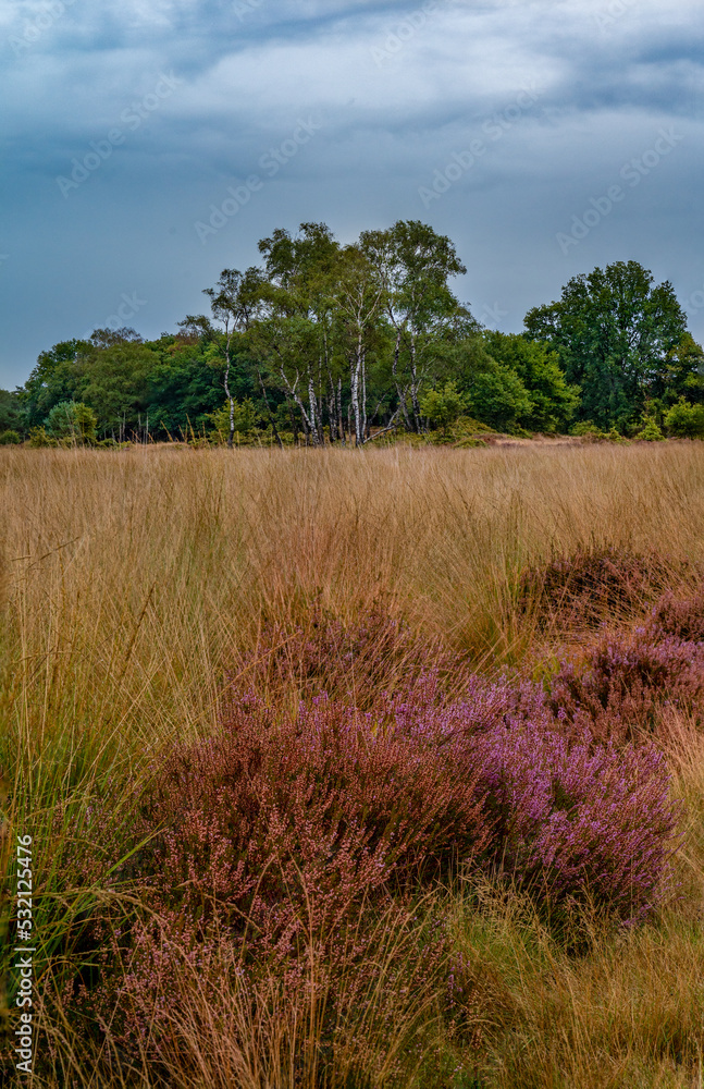 Fototapeta premium Blooming heather on the Veluwe in the Netherlands