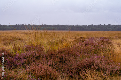 Blooming heather on the Veluwe in the Netherlands