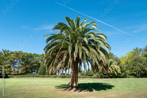 Palmeira a meio de um campo de golfe no País Basco, França photo