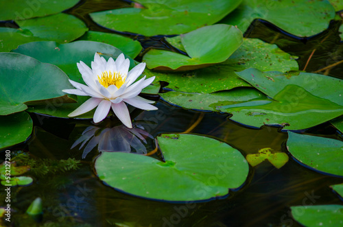 Water lilies in Hangzhou West Lake