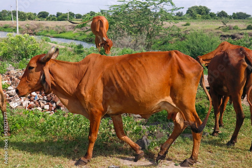 Desi Gir Cows of India. Cow is eating grass on a field. or Girolando dairy cows Gyr cattle of Brazil - cows grazing. cow herd walking on country road outdoor in the nature. river at Gir forest Gujarat photo