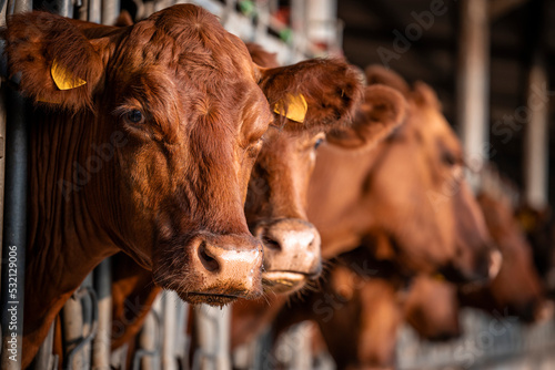 Beef cattle farming and close up view of cow standing in cowshed. photo