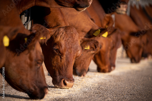 Fotografija Beef cattle eating at the farm. Domestic animals husbandry.