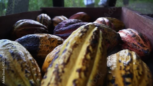 close up of truck carrying Kakao, Kakaobaum (Theobroma cacao) in tropical jungle forest of Central America costa rica  photo