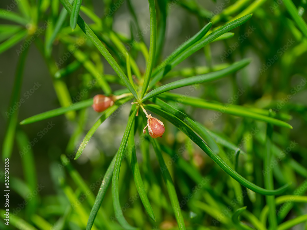Close up fruit of Shatavari plant on blur background. Close up fruit of Shatavari plant on blur background.