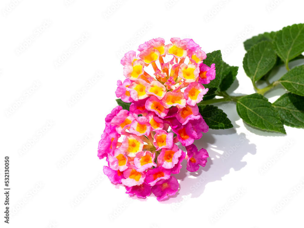 Close up of Cloth of gold, Hedge flower, Lantana with leaves on white background.