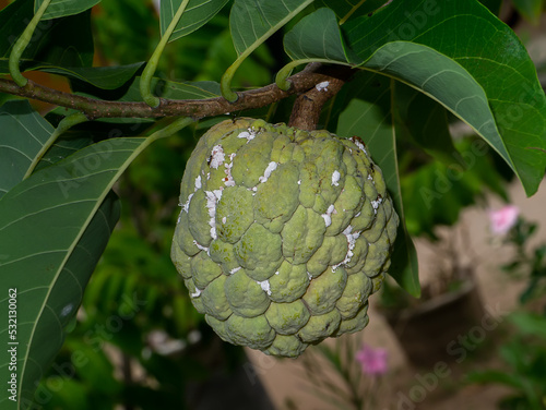 Close up Striped mealybug on Sugar Apple fruit. photo