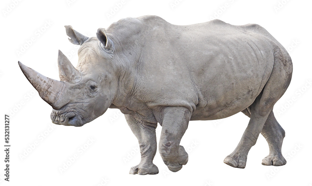 Southern white rhinoceros (Ceratotherium simum simum), PNG, isolated on transparent background - obrazy, fototapety, plakaty 