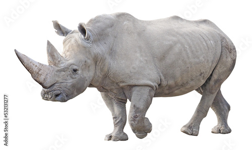 Southern white rhinoceros (Ceratotherium simum simum), PNG, isolated on transparent background photo