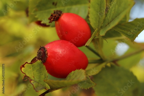 Rosa canina, rosehips, red fruits of the rosehip rose bush