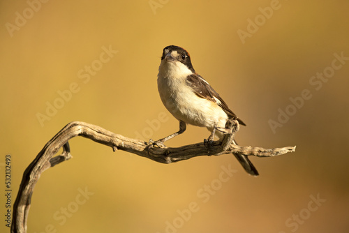 Woodchat shrike male on a branch within his breeding territory in a Mediterranean forest in the last light of the afternoon