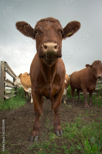 Wallpaper Mural A full length portrait of a brown cow staring directly into the camera. Torontodigital.ca