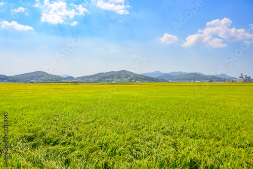 Korean traditional rice farming. Korean rice farming scenery. Korean rice paddies.Rice field and the sky in Ganghwa-do  Incheon  South Korea.