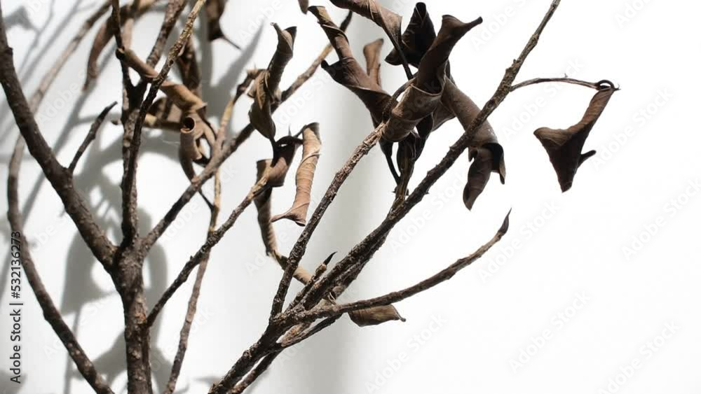 Dead dry branches with sunlight shadows on white background animated video Dead dry branches with sunlight shadows on white background animated video