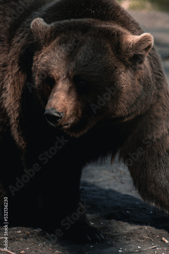 brown bear portrait